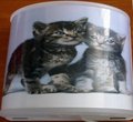 Chatons Chatons