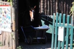 Stage de théâtre dans l'univers équestre Stage de théâtre dans l'univers équestre
