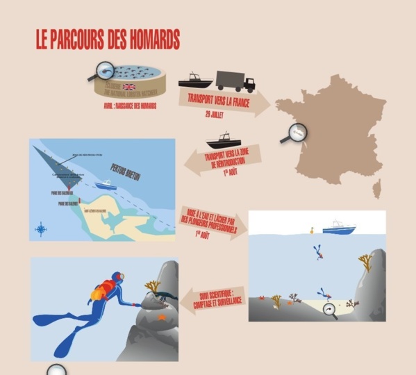 RÉINTRODUCTION DU HOMARD RÉINTRODUCTION DU HOMARD