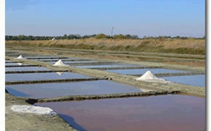 ÉCOMUSÉE DU MARAIS SALANT à Loix sur Ile de Ré.