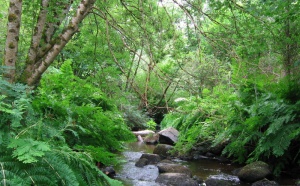 LE MONDE VÉGÉTAL dans les NOMS DE LIEUX du Parc Naturel Régional Périgord-Limousin