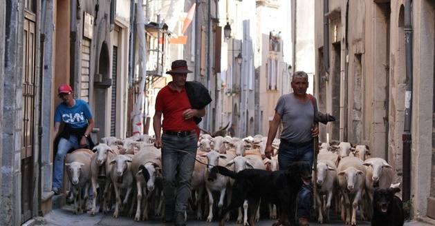 les transhumances de Sénas 13