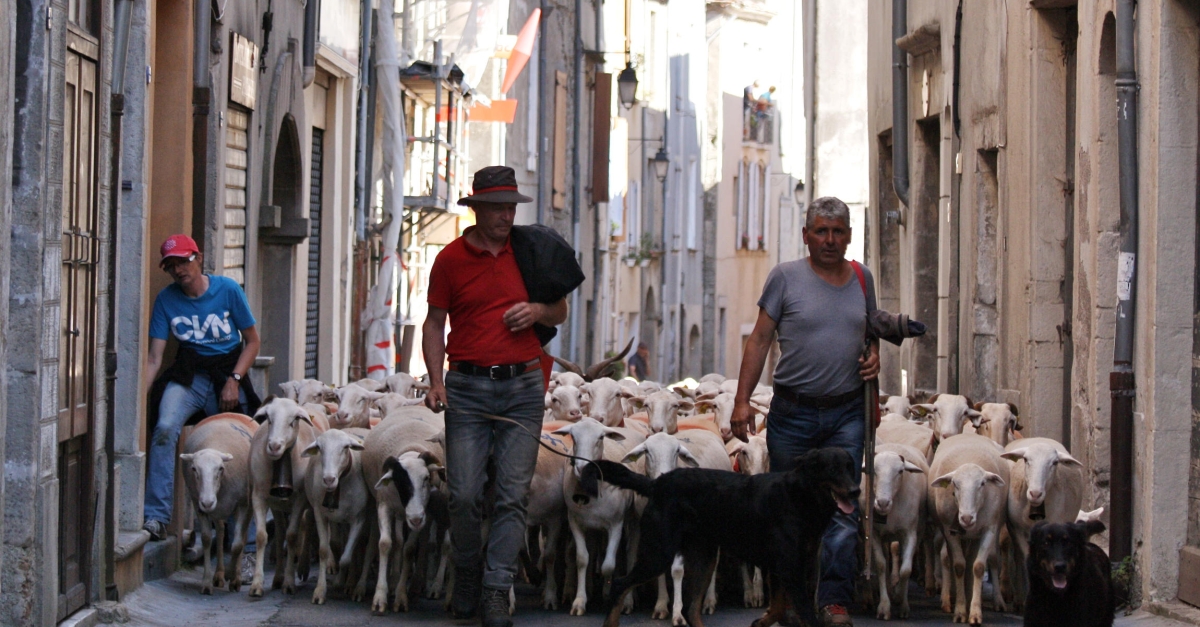 les transhumances de Sénas 13